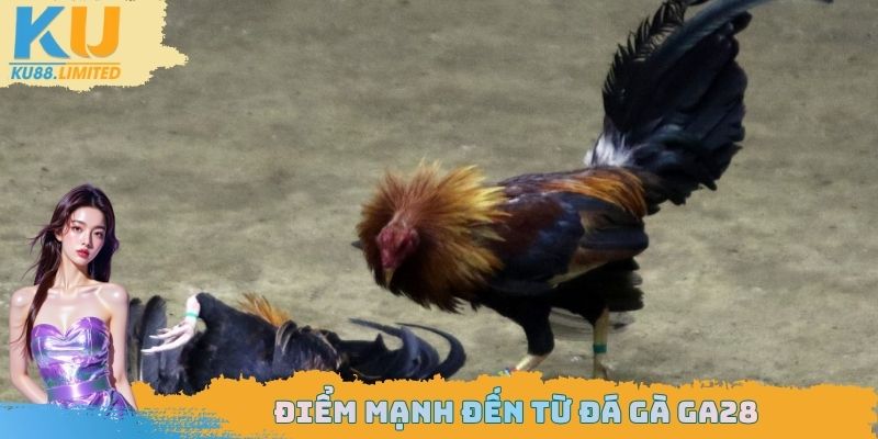 Đá Gà GA28 Ku88 - Sân Chơi Hấp Dẫn Cần Phải Tham Gia Ngay 2 Điểm mạnh đến từ đá gà GA28