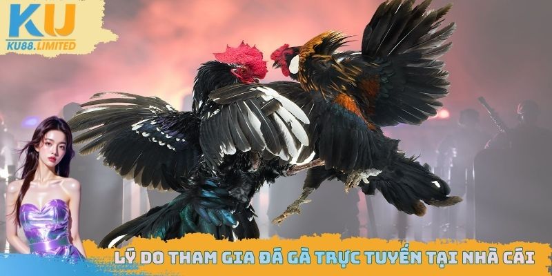 Đá Gà Trực Tuyến Ku88 - Lợi Ích Hấp Dẫn Sẽ Nhận Được 1 Lý do tham gia đá gà trực tuyến tại nhà cái